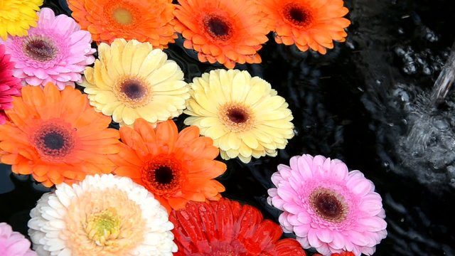 Gerbera
