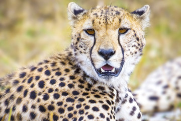 Obraz na płótnie Canvas Cheetah at the great plains of Serengeti