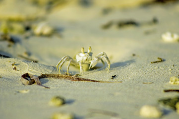 The white crab on the beach, Maldives