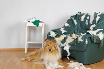 Hund allein zu Hause