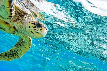 Deurstickers Schildpad zeeschildpad