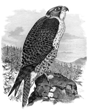 Bird : Falcon - Faucon - Falken