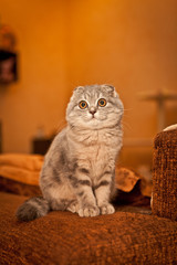 Lovable Scottish fold cat playing 