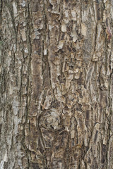 Fototapeta premium Linden tree bark