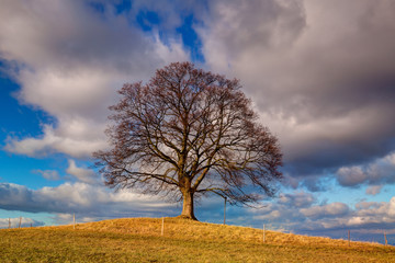 Memorial maple tree on the mystic place in Votice, Czech Republi