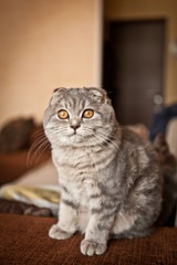 Obraz premium Lovable Scottish fold cat playing 