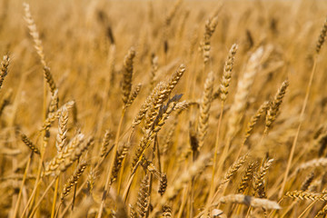 Wheat field