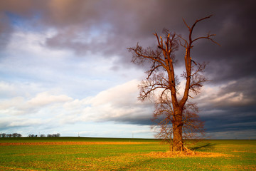 Fototapeta premium Memorial tree on the empty field before heavy storm