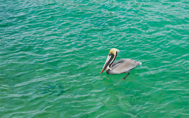 Floating Pelican