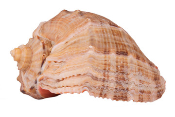 The Conch Shell On the white background