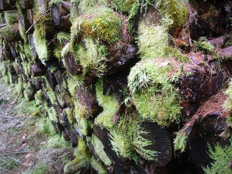 Vermoderndes Holz