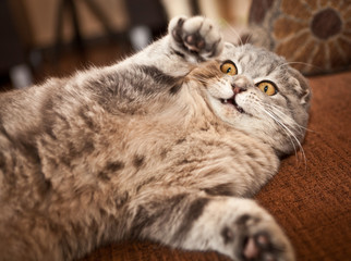 Cute scottish fold cat kitten playing 