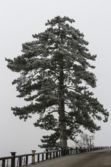Baum
