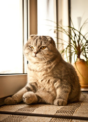 Lovable scottish fold cat