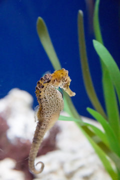 horsefish