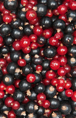 redcurrant and  blackcurrant