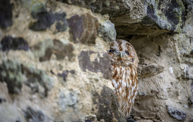 Tawny Owl 1