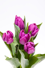 bouquet of blooming spring flowers violet tulips