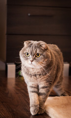 Lovable scottish fold cat