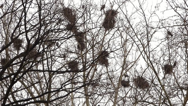 Crows in nests on tree