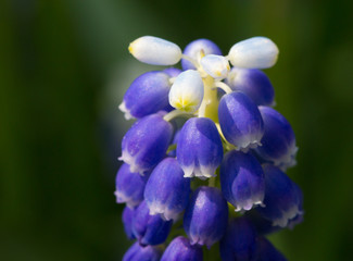 Fototapeta na wymiar Muscari flowers
