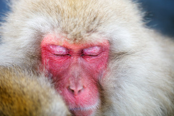 Snow Monkey
