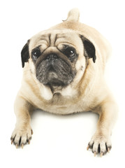 Close-up of Pug