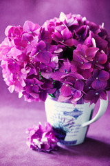 beautiful hydrangea flowers