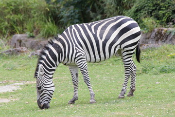Fototapeta na wymiar The plains zebra (Equus quagga), a living in Africa Wildlife