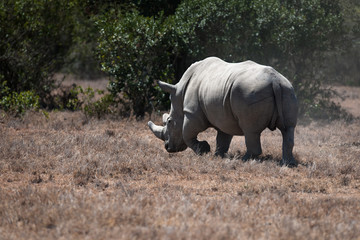 Obraz premium Rhino