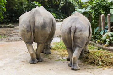 Fototapeta premium large adult rhino eating grass in a zoo