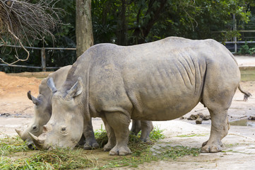 Naklejka premium large adult rhino eating grass in a zoo