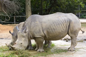 Foto op Plexiglas large adult rhino eating grass in a zoo © lester120