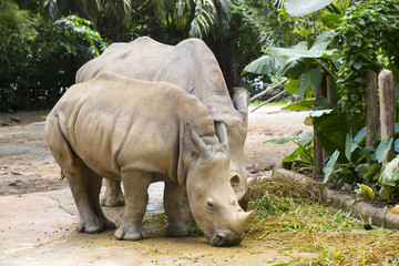 large adult rhino eating grass in a zoo © lester120
