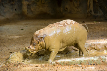 Fototapeta premium adult warthog digging in the mud puddle
