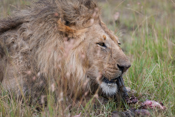 Lion in the savanna of Africa