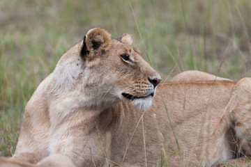 Lion in the savanna of Africa
