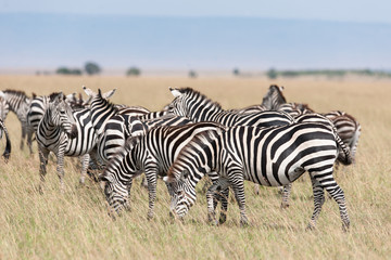 Obraz na płótnie Canvas Zebra in the Savanna of Kenya