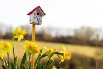 Narcisses and happy birdhouse in spring, Luxembourg