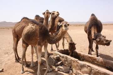 Maroc, chameaux 12