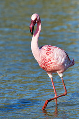 Lesser flamingo © lucaar