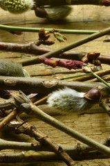 Gemmotherapy Gemmoterapia Gemoterapia Gemmothérapie