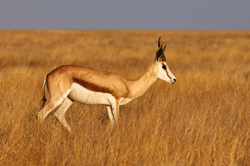 Male Springbok