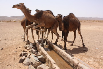 Maroc, chameaux 6