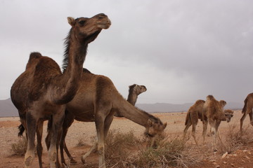 Maroc, chameaux 4