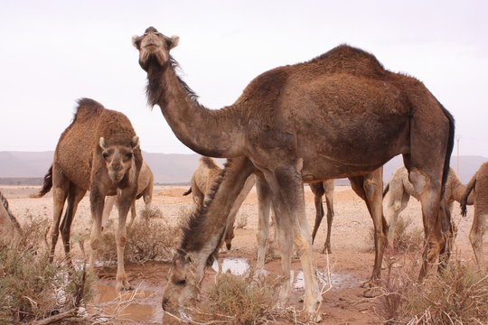 Maroc, chameaux 3
