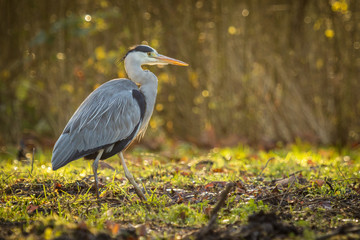Great blue heron walks in a forest