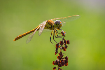 Common Darter (Sympetrum striolatum) side