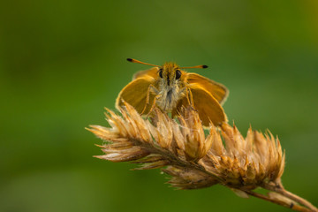 Essex skipper resting