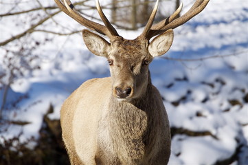Augenkontakt mit Hirsch im Winter